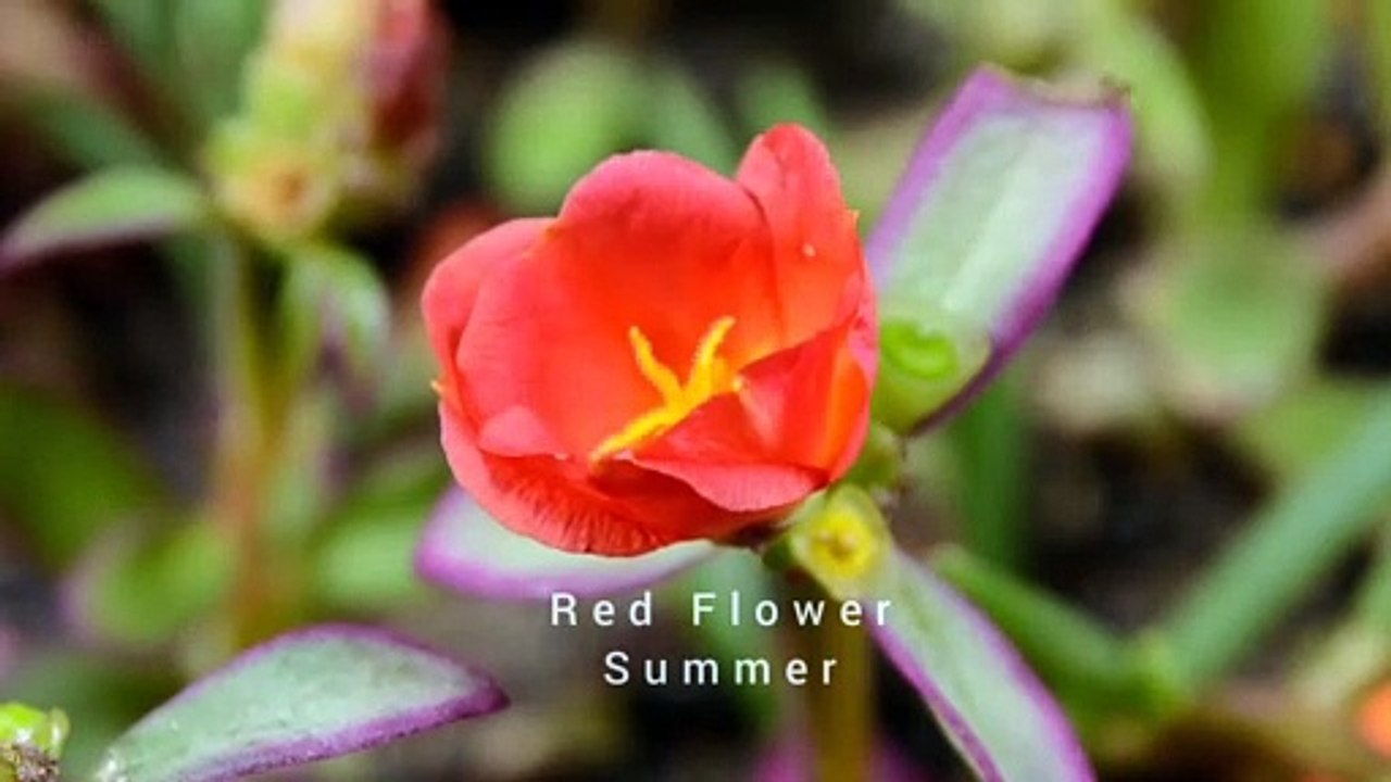 Summer flower