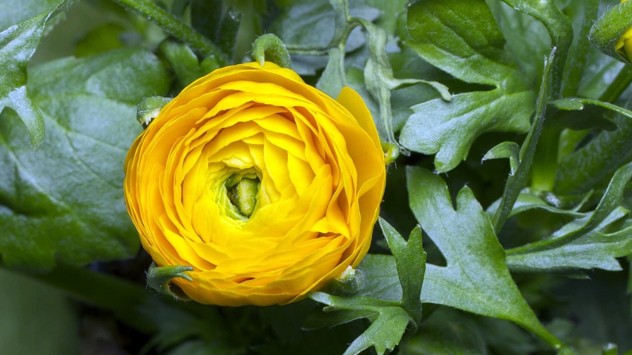 Ranunculaceae Buttercup