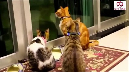 Funny Cats and Kittens Meowing Compilation