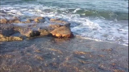 ALÇED Başkanı Ayhan'dan caretta caretta uyarısı