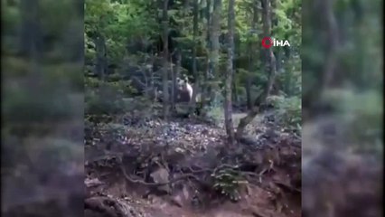 Karşısında müzik açılan Ayı, arkasını dönüp gitti