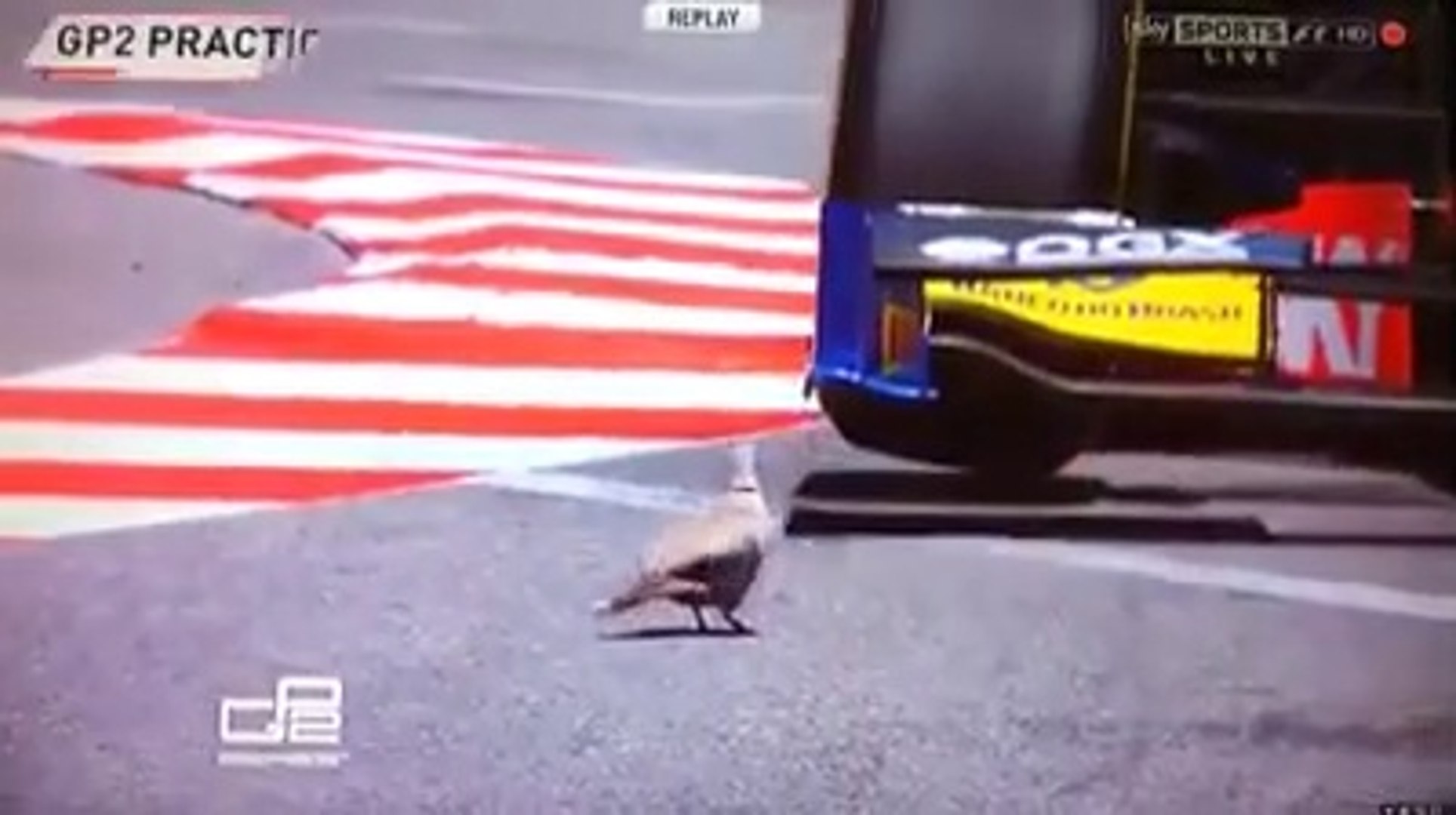 ⁣Luckiest Animals on the Planet Compilation