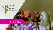In­sec­tos po­li­ni­za­do­res in­dis­pen­sa­bles para la pro­duc­ción de ali­men­tos en Cos­ta Rica