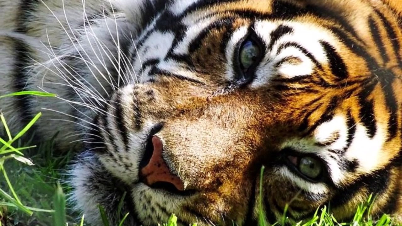 Tu Animal Celta Segun tu Fecha de Nacimiento