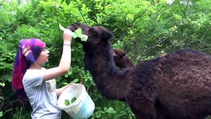 Liseli Selvi pandemi sürecini develeriyle ilgilenerek geçiriyor - SAMSUN