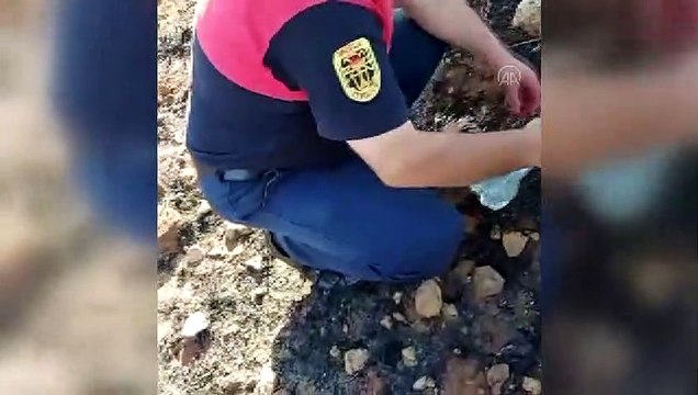 Alevlerin arasında kalan kaplumbağa, itfaiye ekiplerince kurtarıldı - MUĞLA