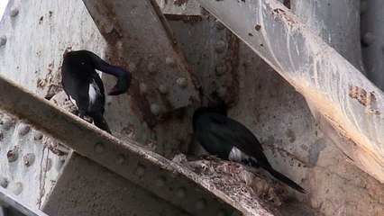 Maybe eggs, maybe not_pt 3_11Apr2017