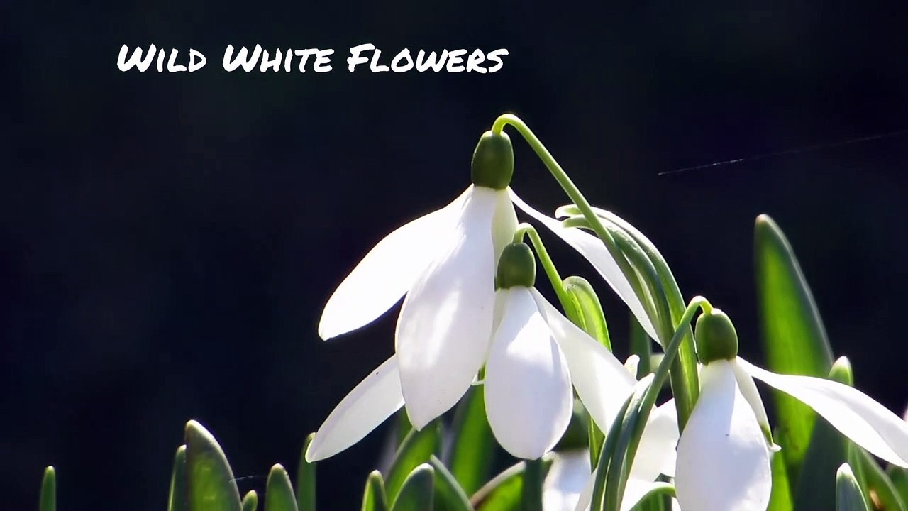Wild white flowers