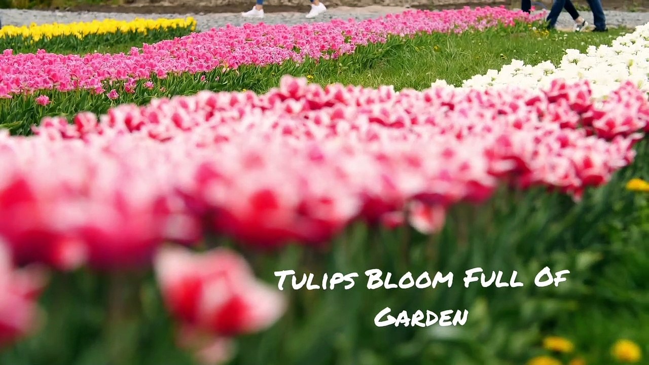 Tulips Bloom Full Of Garden