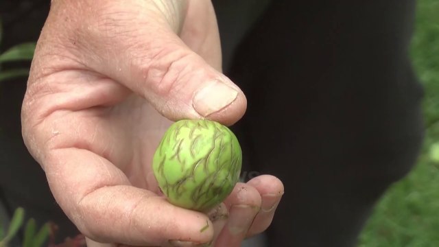 Ora news - Prodhimi në kosh , breshëri shkatërron pemët frutore dhe kulturat bujqësore në Maliq