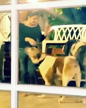 I’m just one small fluff sniffing out dog friendly places for my pack