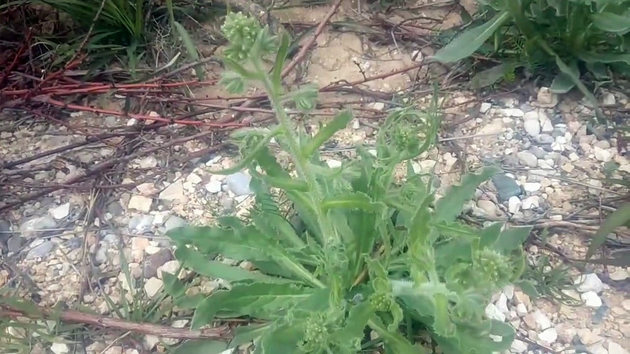 Köpek dili otunun faydaları köpek dili otunun çayının yararları nelerdir hakkında bilgiler videoları (1)