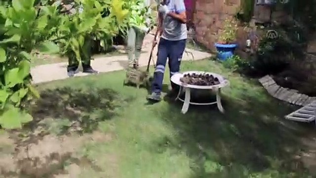 Bodrum'da yaban domuzu sürüsü site bahçesine girdi - MUĞLA