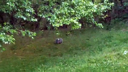 Momma Opossum Transports Babies Across Yard