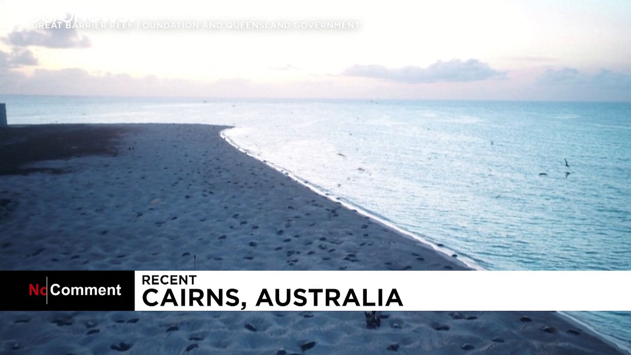 Zum Eierlegen: Drohnen und die Wahrheit der Schildkröten-Damen