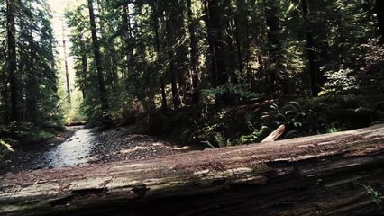 The Town That Loved Bigfoot Documentary movie