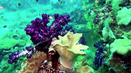 Magical Reef The Islands of the Four Kings Documentary movie