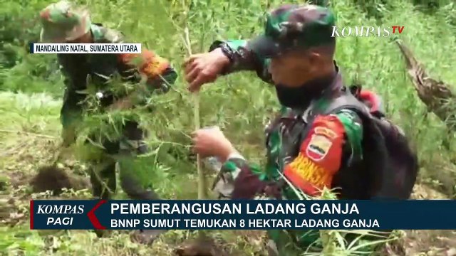 8 Hektar Ladang Ganja Ditemukan dan Dibakar Oleh BNNP Sumatera Utara, Pemilik Ladang Kabur