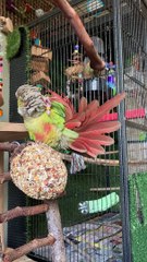 Rio the Cinnamon Conure Massages His Head with Tail Feather