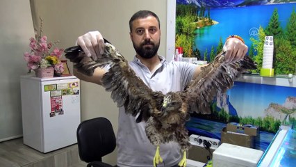 Yaralı bulunan kızıl kartal yavrusu, tedavisinin ardından doğaya bırakılacak - BATMAN