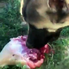 SiVAS KANGALA SABAH KAHVALTISINDA ET - KANGAL DOG MEAT BREAKFAST