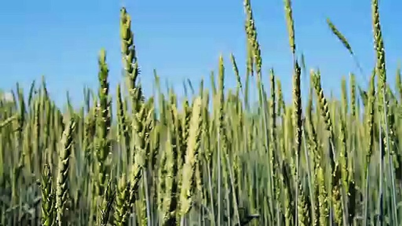 Quote Of The Week _ Coronavirus _ StayHomeStaySafe _ TuesdayThoughts _ SeedCompanies _ Jam Jam Group