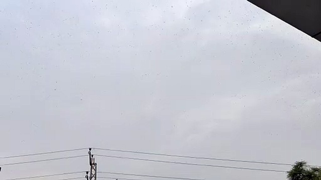 डूंगरपुर शहर तक पहुंचा टिड्डी दल