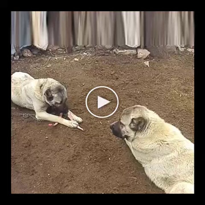 SiVAS KANGAL KOPEKLERi SABAH KAHVALTISI - SiVAS KANGAL DOGs BREAKFAST