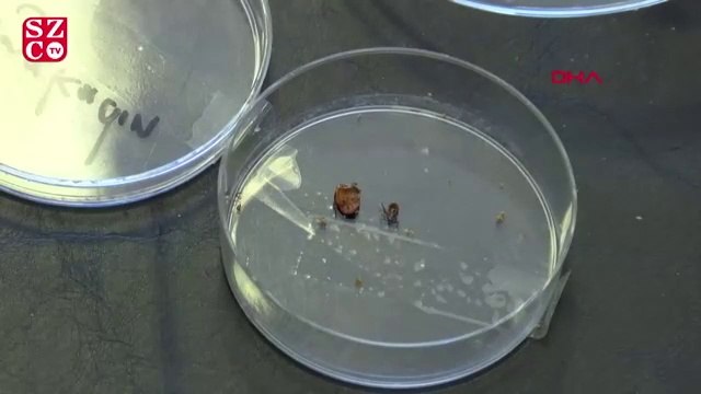 İstanbul'da kene uyarısı; Kırım Kongo yok ancak Lyme'a dikkat!