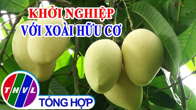Khởi nghiệp xanh: Khởi nghiệp với xoài hữu cơ