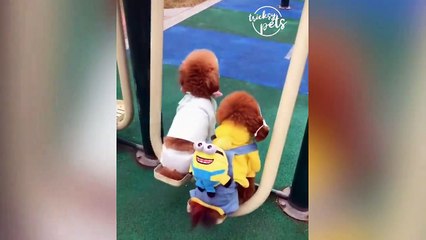 2020Cute Funny and Smart Cats Compilation - Animals Video 2020 - Tricksy Pets