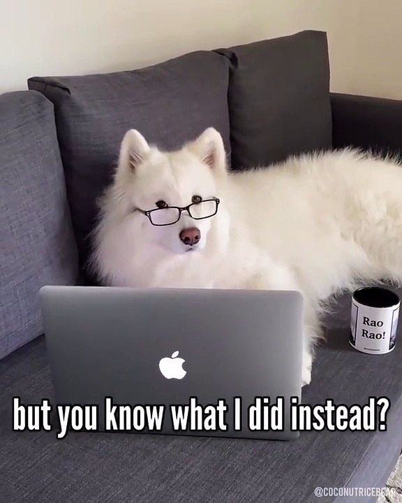 What a wonderful day of Doggo