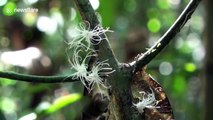 Insects with Einstein-like 'hair' spotted in Malaysian forest