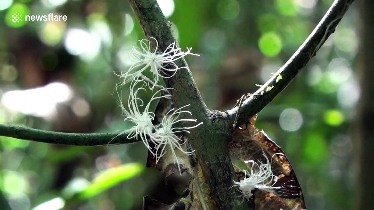 Insects with Einstein-like 'hair' spotted in Malaysian forest