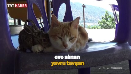 Tavşan yavrusunu anne şefkatiyle besleyen kedi