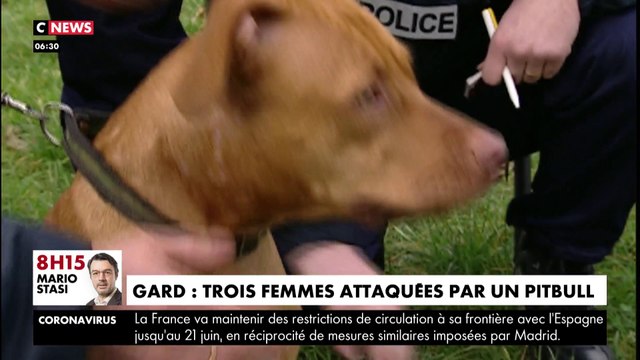 Gard : trois femmes attaquées par un pitbull
