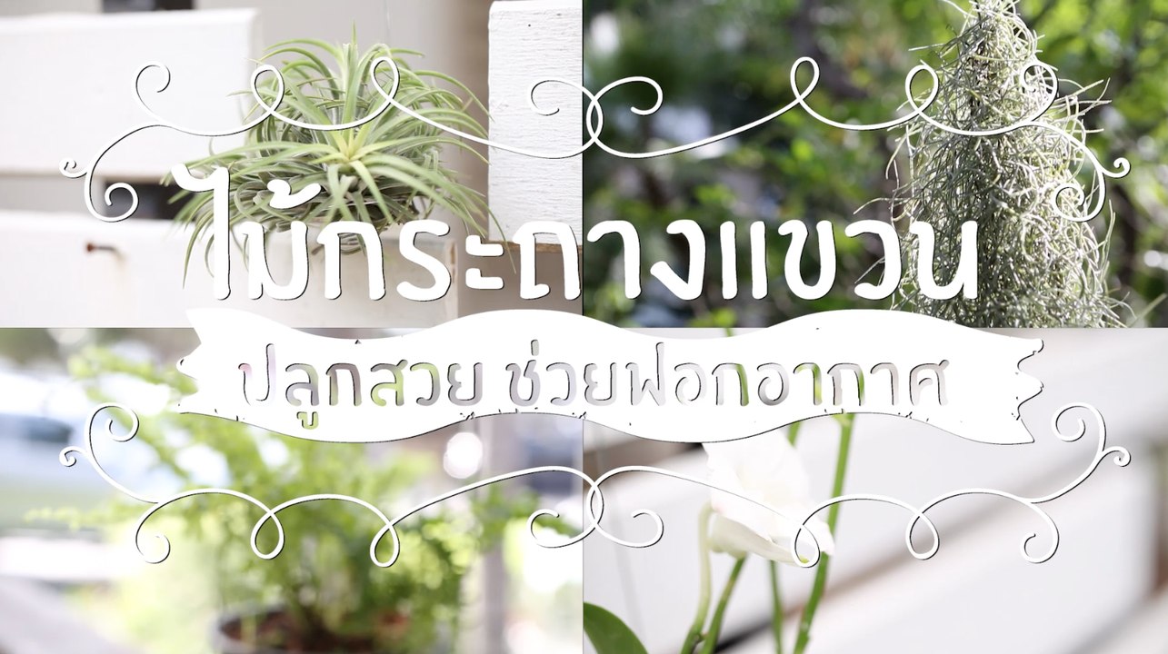 ชีวจิตกูรู: ไม้กระถางแขวน