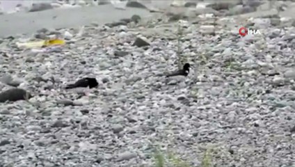 Aras Kuş Cenneti Poyraz kuşlarıyla cıvıl cıvıl