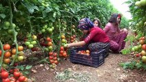 Pandemi döneminde dikilen domatesler ihracat yolunda