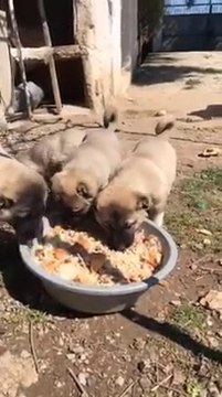 SiVAS KANGAL KOPEK YAVRULARI SABAH KAHVALTISI - SiVAS KANGAL DOG PUPPiES BREAKFAST
