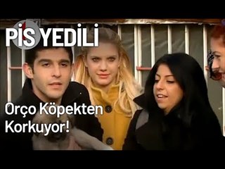 Orço, Köpekten Korkuyor! - Pis Yedili 15. Bölüm