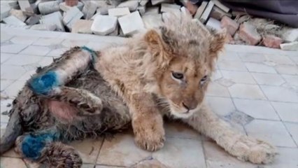 ¡Salvaron a Simba!, el cachorro de león al que fracturaron sus patas para que los turistas se tomaran 'selfies' con él