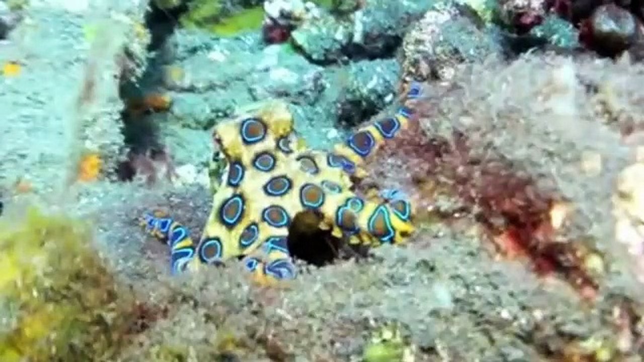 World's Dangerous Poison ( duniya ka sabse khatarnaak poison ) .