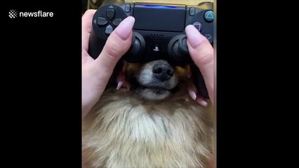 Gamer uses her pet dog's NOSE as an extra joystick while playing
