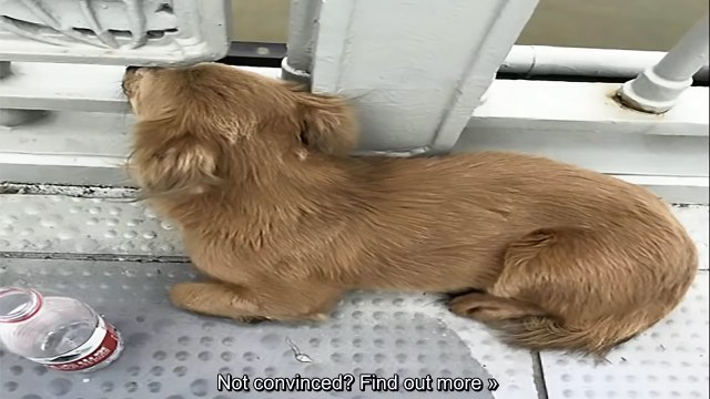 Ce chien attend son maître décédé pendant 4 jours sur un pont...