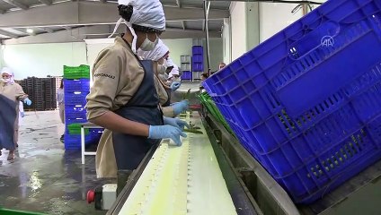 "Kuşkonmaz vadisinde" hasat başladı - ESKİŞEHİR