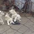 TURKMEN ALABAY YAVRULARI SABAH EGZERSiZLERi - ALABAi PUPPiES EXERCiSE MORNiNG