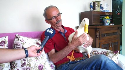 En yakın arkadaşı, ördeği "Pamuk" - KASTAMONU