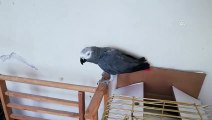 Yasa dışı yollardan yurda getirdiği papağanları satan şüpheli yakalandı - İSTANBUL