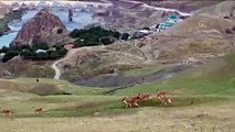 Dağ keçisi sürüsü, tarihi yerleşim yerinde görüntülendi - ELAZIĞ